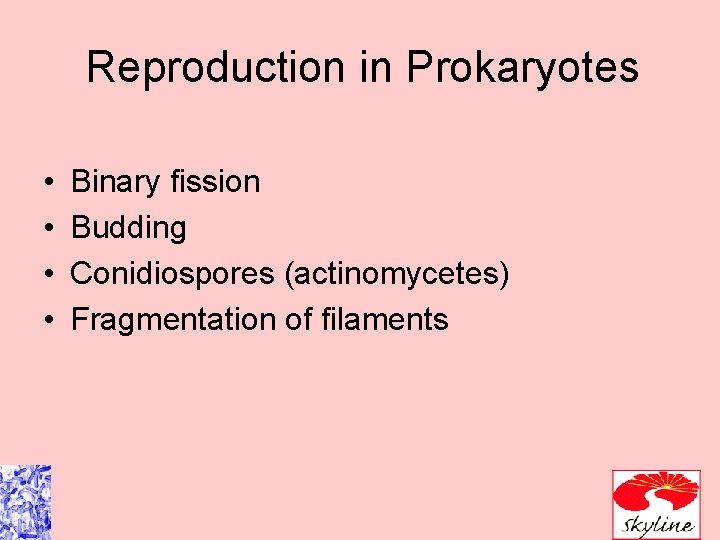 Reproduction in Prokaryotes • • Binary fission Budding Conidiospores (actinomycetes) Fragmentation of filaments 