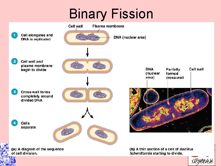 Binary Fission Figure 6. 11 