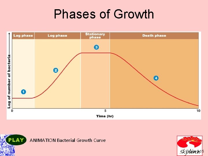 Phases of Growth ANIMATION Bacterial Growth Curve Figure 6. 15 