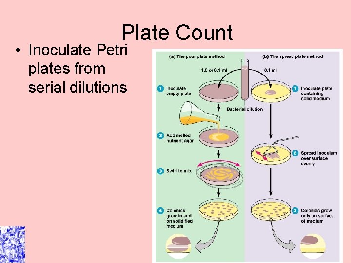 Plate Count • Inoculate Petri plates from serial dilutions Figure 6. 16 