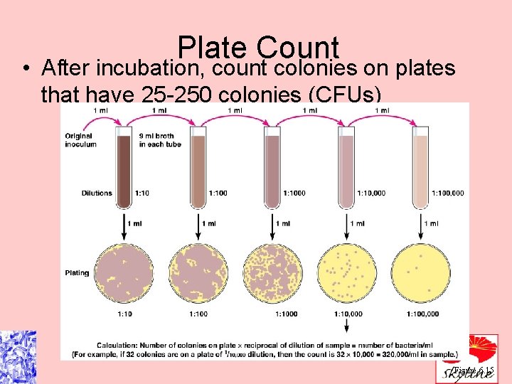 Plate Count • After incubation, count colonies on plates that have 25 -250 colonies