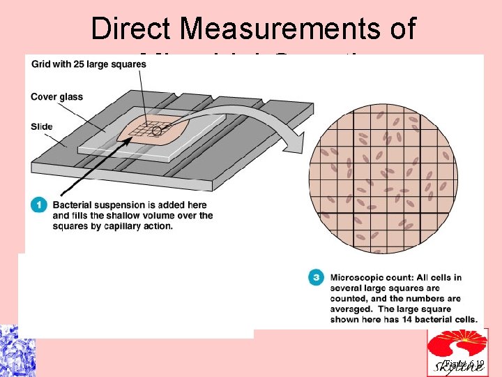 Direct Measurements of Microbial Growth Figure 6. 19 