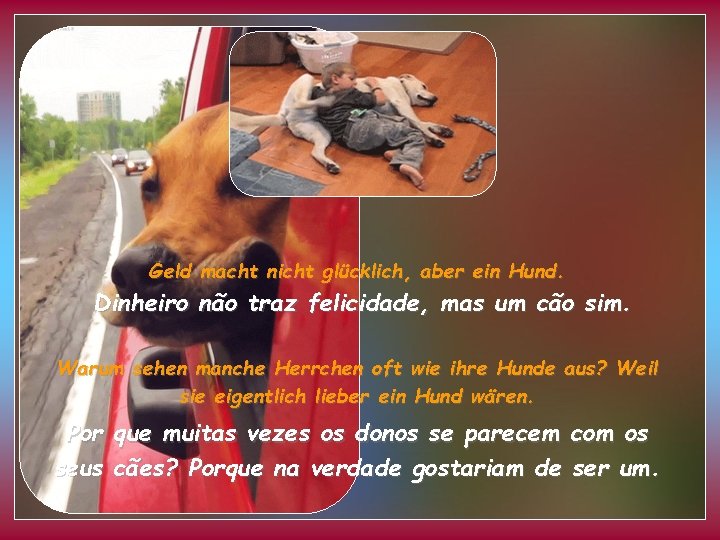 Geld macht nicht glücklich, aber ein Hund. Dinheiro não traz felicidade, mas um cão