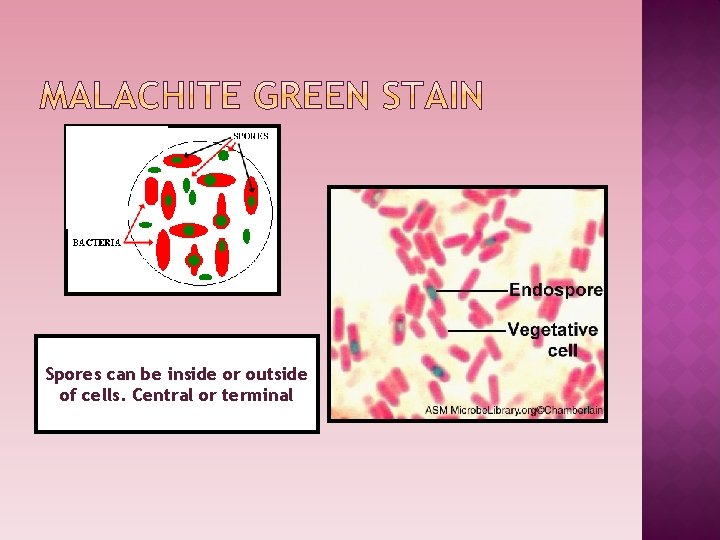 Spores can be inside or outside of cells. Central or terminal 