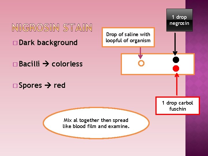 1 drop negrosin � Dark background � Bacilli � Spores Drop of saline with