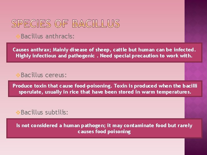 v Bacillus anthracis: Causes anthrax; Mainly disease of sheep, cattle but human can be