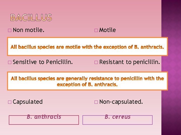 � Non motile. � Sensitive to Penicillin. � Capsulated B. anthracis � Motile �