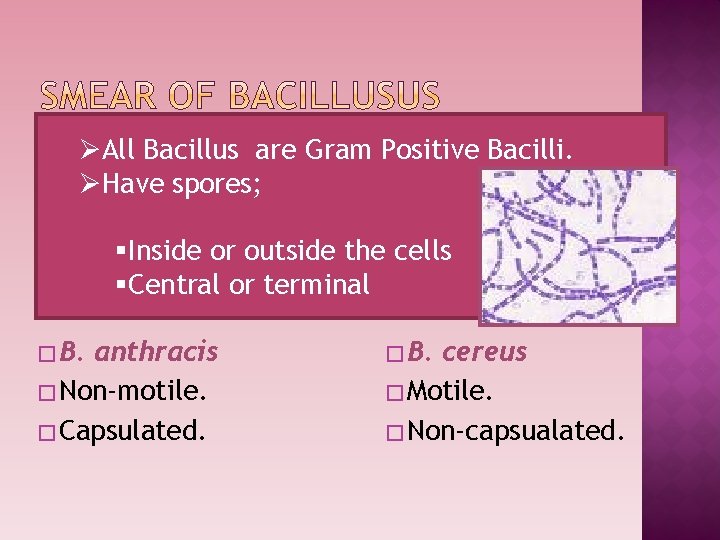 ØAll Bacillus are Gram Positive Bacilli. ØHave spores; §Inside or outside the cells §Central
