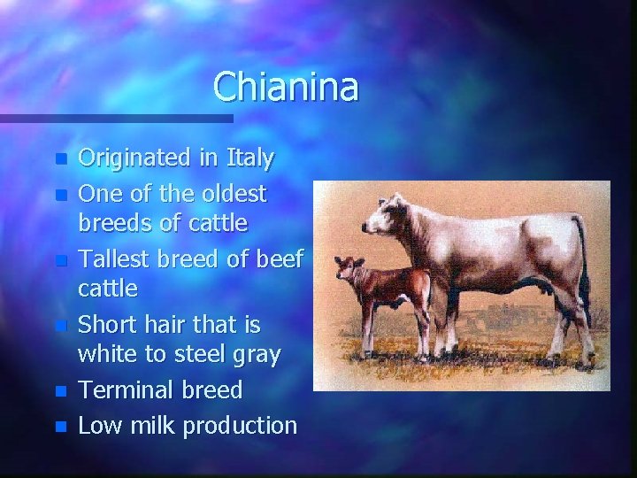 Chianina n n n Originated in Italy One of the oldest breeds of cattle