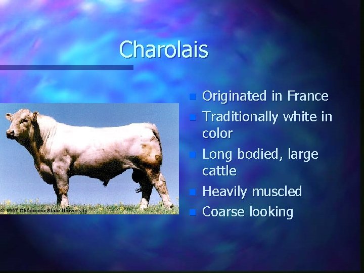 Charolais n n n Originated in France Traditionally white in color Long bodied, large
