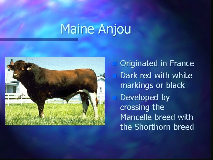 Maine Anjou n n n Originated in France Dark red with white markings or