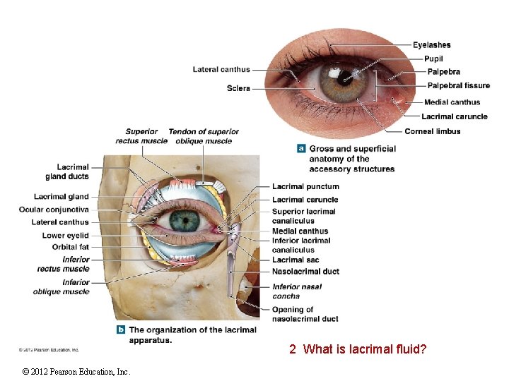 2 What is lacrimal fluid? © 2012 Pearson Education, Inc. 