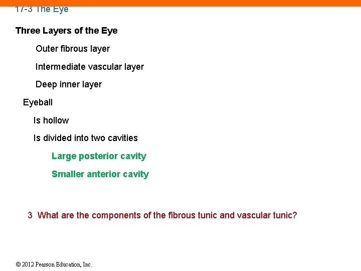 17 -3 The Eye Three Layers of the Eye Outer fibrous layer Intermediate vascular