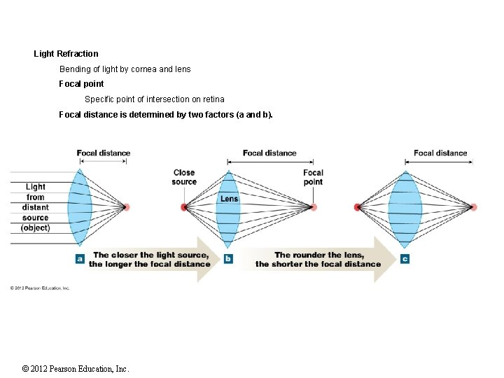 Light Refraction Bending of light by cornea and lens Focal point Specific point of