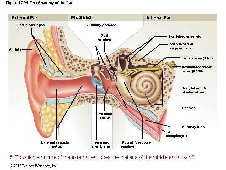 Figure 17 -21 The Anatomy of the Ear Middle Ear External Ear Elastic cartilages