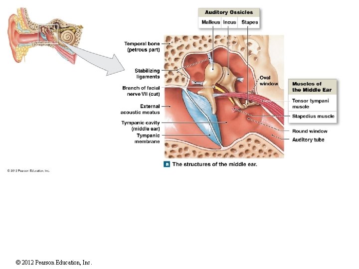 © 2012 Pearson Education, Inc. 