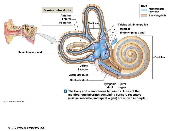 © 2012 Pearson Education, Inc. 