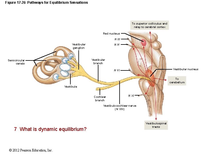 Figure 17 -26 Pathways for Equilibrium Sensations To superior colliculus and relay to cerebral