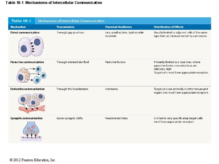 Table 18 -1 Mechanisms of Intercellular Communication © 2012 Pearson Education, Inc. 