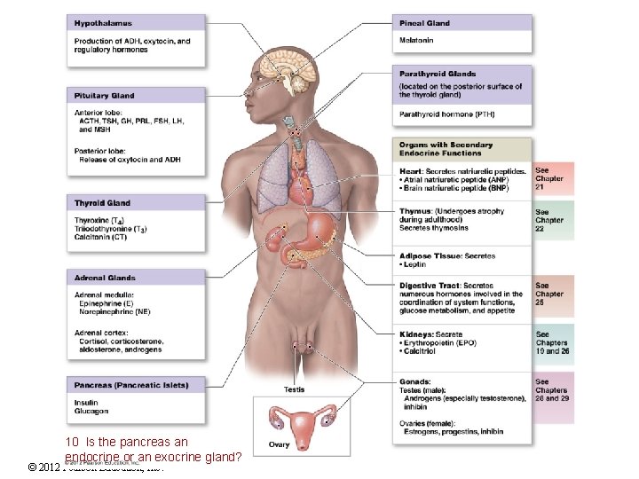 10 Is the pancreas an endocrine or an exocrine gland? © 2012 Pearson Education,