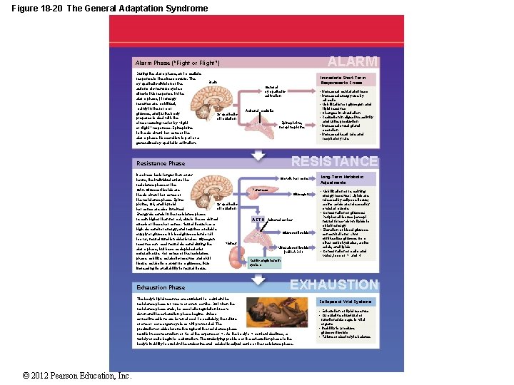 Figure 18 -20 The General Adaptation Syndrome ALARM Alarm Phase (“Fight or Flight”) During