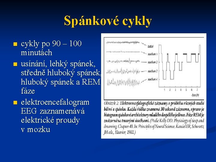 Spánkové cykly n n n cykly po 90 – 100 minutách usínání, lehký spánek,