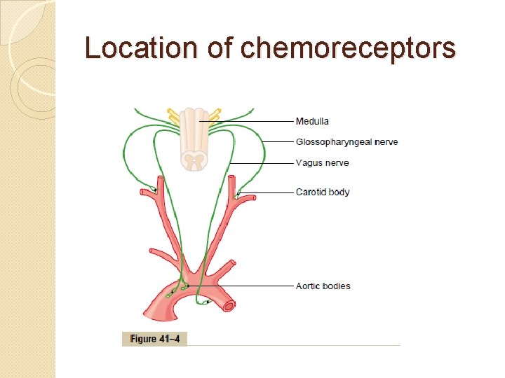 Location of chemoreceptors 