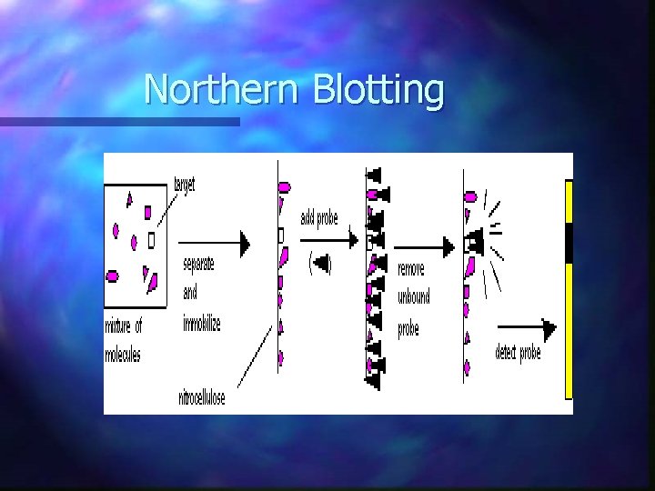 Northern Blotting 