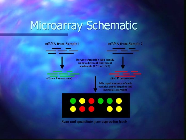 Microarray Schematic 