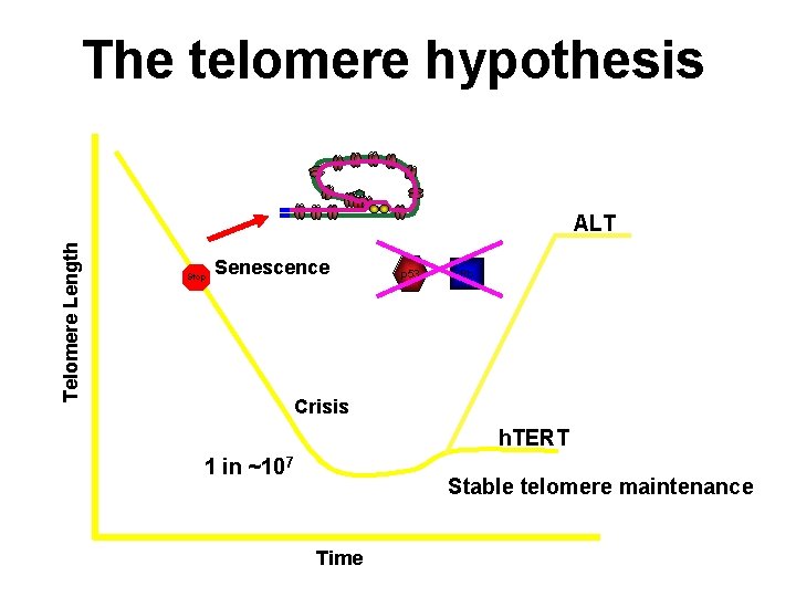 The telomere hypothesis Telomere Length ALT Stop Senescence p 53 Rb Crisis h. TERT