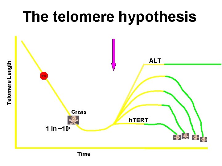 Telomere Length The telomere hypothesis ALT Stop Crisis h. TERT 1 in ~107 Time