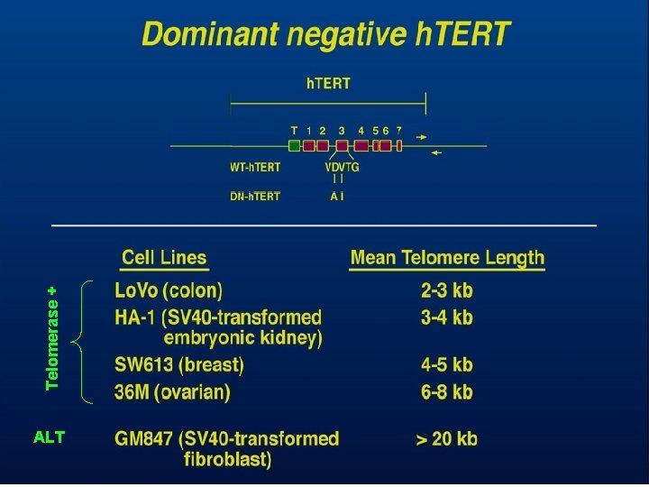 ALT Telomerase + 