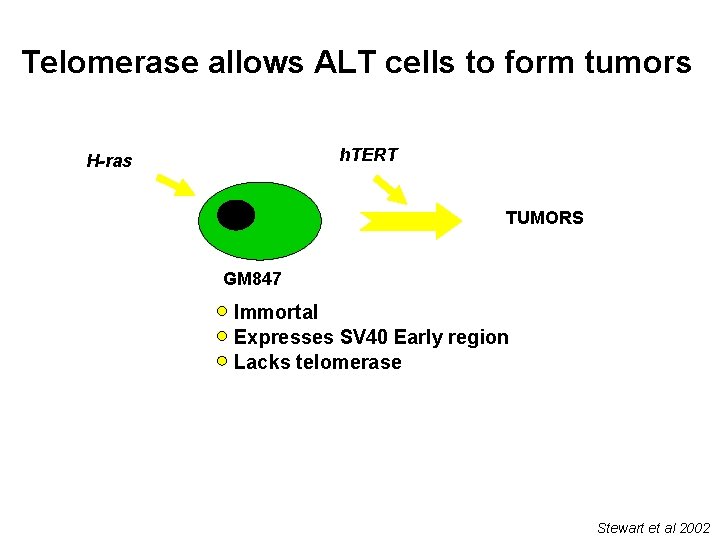 Telomerase allows ALT cells to form tumors h. TERT H-ras TUMORS GM 847 Immortal