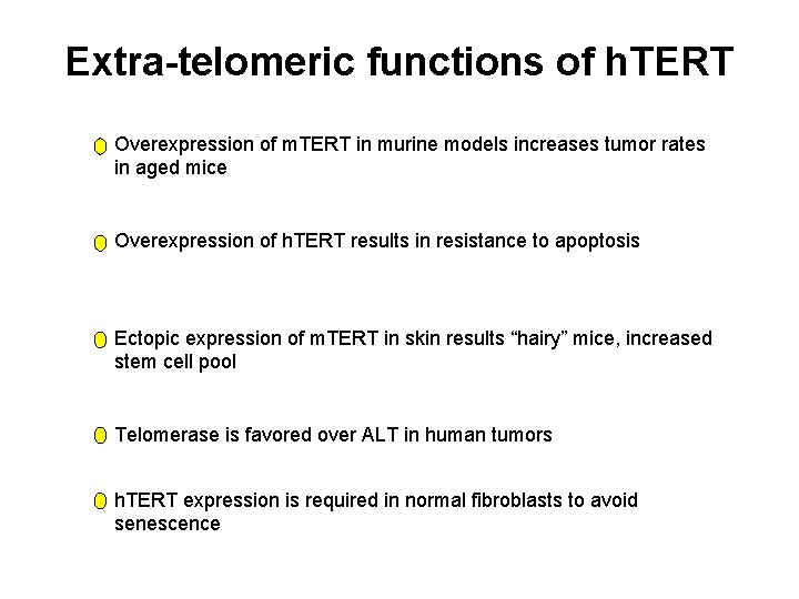 Extra-telomeric functions of h. TERT Overexpression of m. TERT in murine models increases tumor