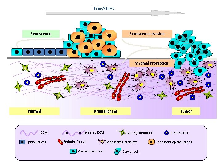 Time/Stress Senescence evasion Senescence Stromal Promotion Normal ECM Epithelial cell Premalignant Altered ECM Endothelial