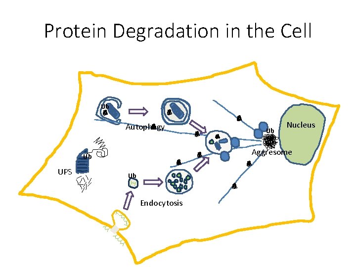 Protein Degradation in the Cell Ub Autophagy Nucleus Aggresome Ub UPS Ub Ub Endocytosis