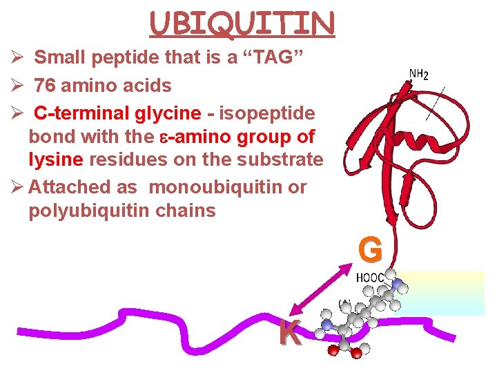 UBIQUITIN Ø Small peptide that is a “TAG” Ø 76 amino acids Ø C-terminal