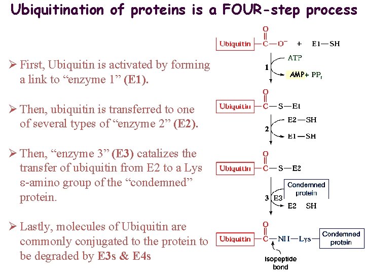 Ubiquitination of proteins is a FOUR-step process Ø First, Ubiquitin is activated by forming