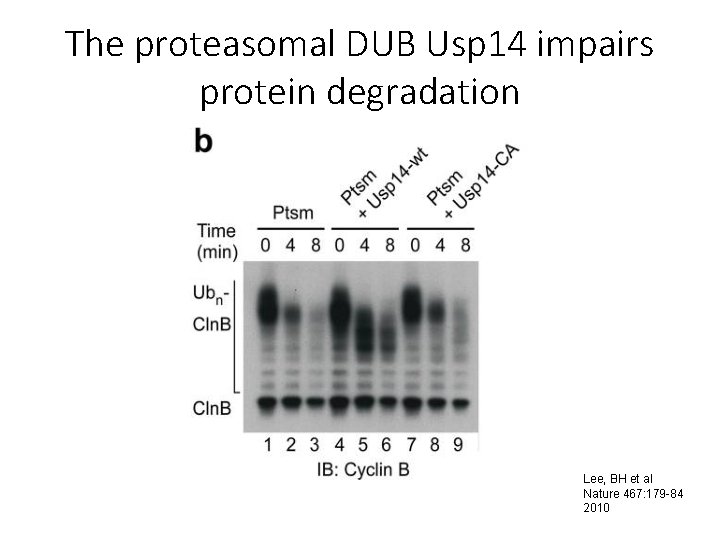 The proteasomal DUB Usp 14 impairs protein degradation Lee, BH et al Nature 467: