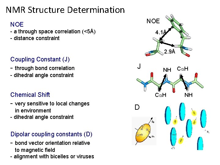 NMR Structure Determination NOE - a through space correlation (<5Å) - distance constraint 4.