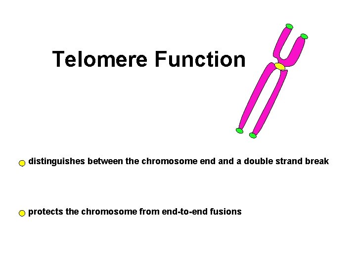 Telomere Function distinguishes between the chromosome end a double strand break protects the chromosome