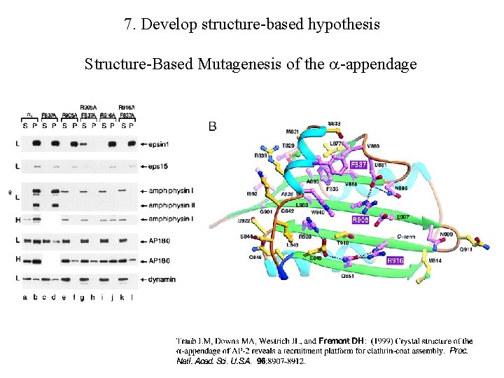 7. Develop structure-based hypothesis Structure-Based Mutagenesis of the -appendage 