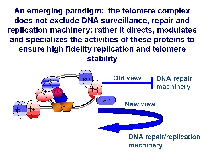 An emerging paradigm: the telomere complex does not exclude DNA surveillance, repair and replication