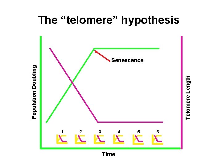 The “telomere” hypothesis Telomere Length Population Doubling Senescence 1 2 3 4 Time 5