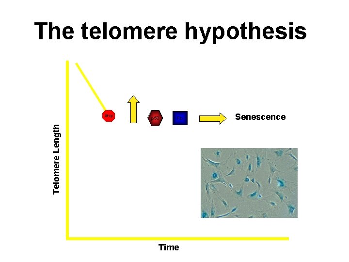 The telomere hypothesis p 53 Rb Telomere Length Stop Time Senescence 