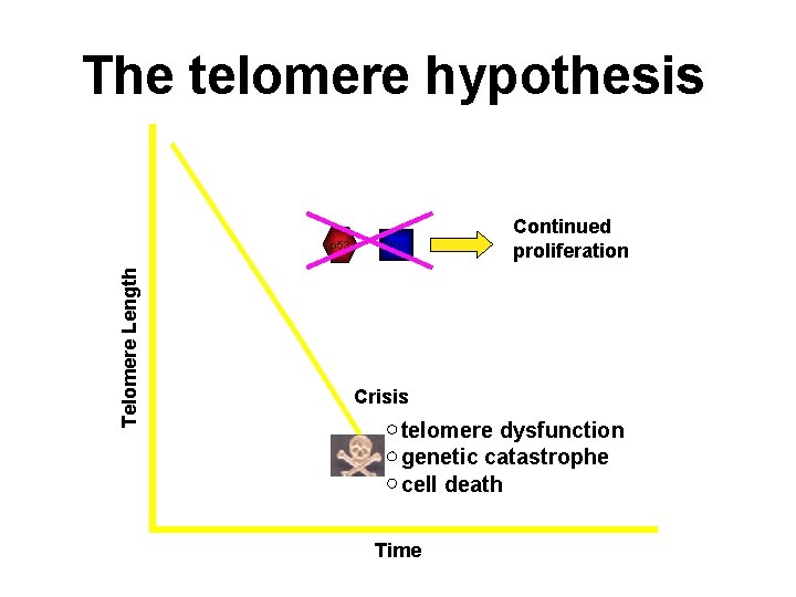 The telomere hypothesis Telomere Length p 53 Rb Continued proliferation Crisis telomere dysfunction genetic