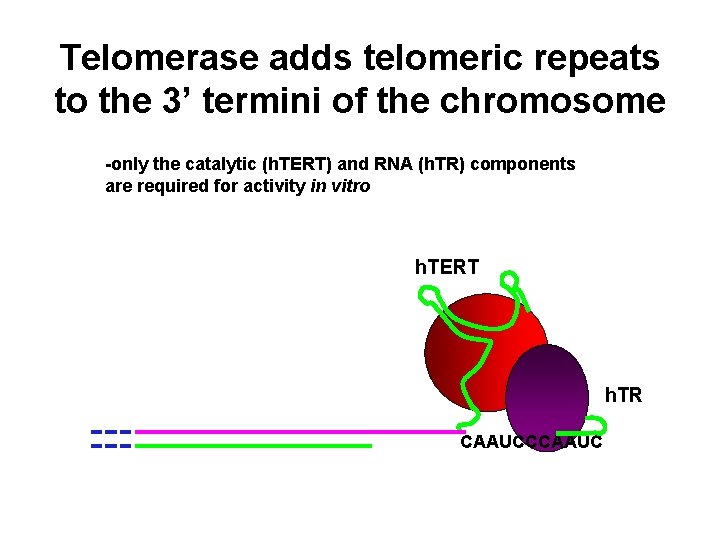 Telomerase adds telomeric repeats to the 3’ termini of the chromosome -only the catalytic