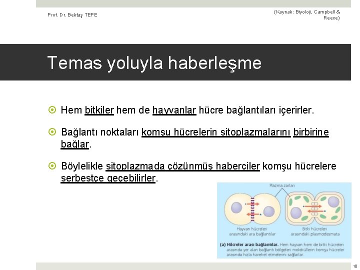 Prof. Dr. Bektaş TEPE (Kaynak: Biyoloji, Campbell & Reece) Temas yoluyla haberleşme Hem bitkiler