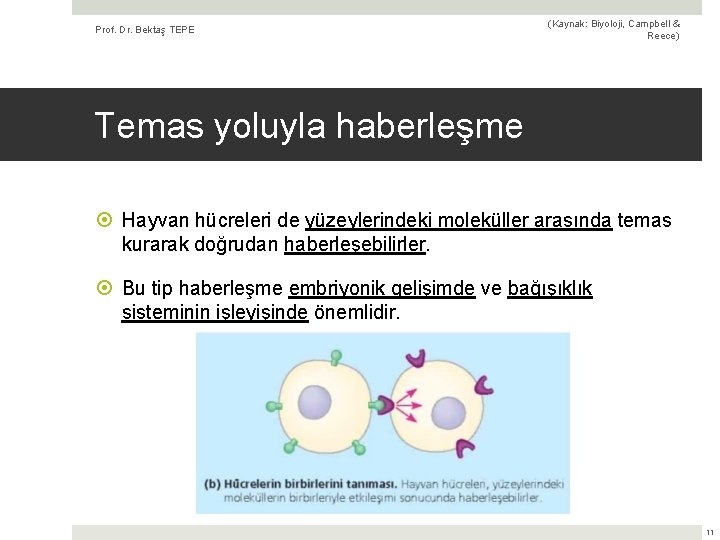 Prof. Dr. Bektaş TEPE (Kaynak: Biyoloji, Campbell & Reece) Temas yoluyla haberleşme Hayvan hücreleri