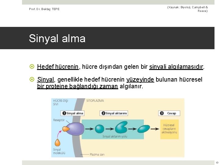 Prof. Dr. Bektaş TEPE (Kaynak: Biyoloji, Campbell & Reece) Sinyal alma Hedef hücrenin, hücre